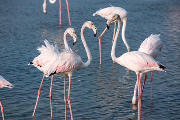 Flamingo - Sharing love