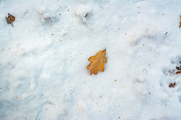 Yellow, autumn leaves on the ground sprinkled with snow