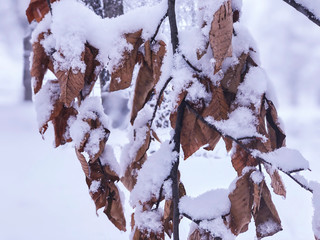 Snowfall. Snow covered trees and autmn leaves in the snowfall. Winter in mountain. Close-up shot