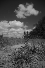 Das schwartz weisse Abenteuer