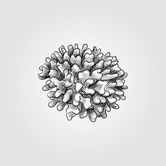 Hand Drawn Coral Sketch Symbol isolated on white background. Vector of Underwater world elements In Trendy Style. Engraving style pen pencil crosshatch.