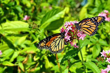 Monarch butterfles