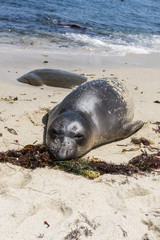 A sea lion lays on the beach in La Jolla, California