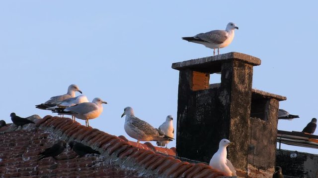 Seagulls on Chimney 