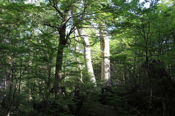 Trees  illuminated  by  the  sun