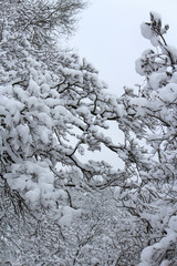 snow-covered trees