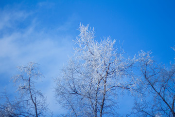 Trees branches with hoarfrost on the blue sky background in sunny day