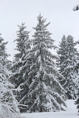 Obraz premium snow-covered spruce