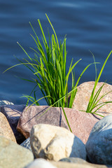 green grass near water and stones