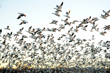 Snow Geese at Bosque Del Apache National Wildlife Refuge