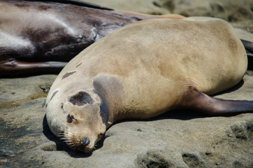 Fototapeta premium Sea lions sunbathe on a hill in La Jolla California on the beach sand