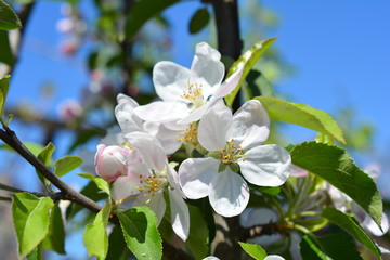 Sweet white and pink flowers blooming apple-tree, apple in the spring garden. Blossoming fruit tree.