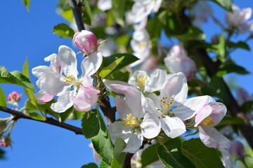 Sweet white and pink flowers blooming apple-tree, apple in the spring garden. Blossoming fruit tree.