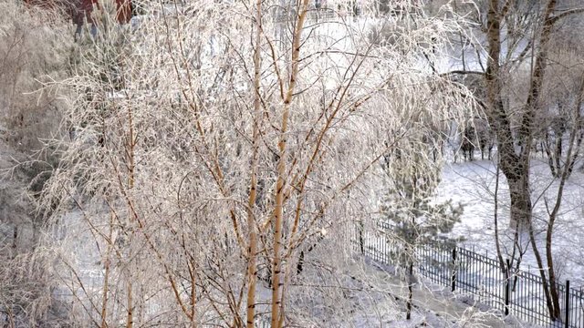 amazing picture thin birch tree branches covered with hoarfrost on frosty winter day in city park