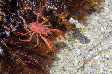 tiny red tuna crab in La Jolla San Diego. These tiny crustaceans wash up on Southern California shores during a El Niño event