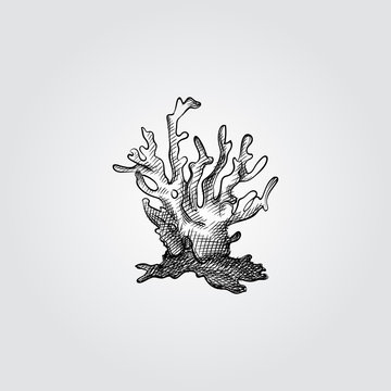 Hand Drawn Coral Sketch Symbol isolated on white background. Vector of Underwater world elements In Trendy Style. Engraving style pen pencil crosshatch.