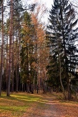 Fototapeta premium forest in autumn