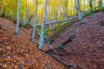 autumn forest with small ravine