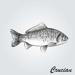 Hand Drawn Crucian Sketch Symbol isolated on white background. Vector of Fishing elements In Trendy Style. Sketch of saltwater sea or freshwater river fish species flounder
