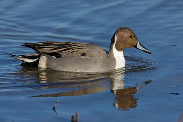 Northern Pintail swimmong on a pond - New Mexico