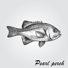 Fototapeta premium Hand Drawn Pearl perch Sketch Symbol isolated on white background. Vector of Fishing elements In Trendy Style. Sketch of saltwater sea or freshwater river fish species flounder