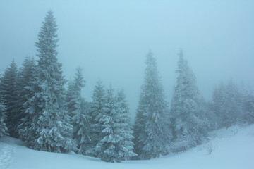 winter snowbound forest in a mist