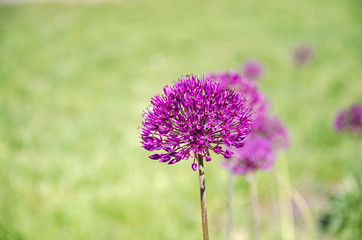 beautiful inflorescence of decorative onions