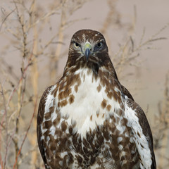 Juvenile Red-tailed Hawk - Bosque del Apache NWR, New Mexico