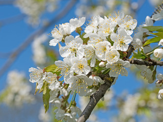 Obraz premium Blühender Kirschbaum im Frühling