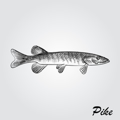 Hand Drawn Pike Sketch Symbol isolated on white background. Vector of Fishing elements In Trendy Style. Sketch of saltwater sea or freshwater river fish species flounder