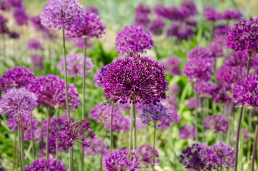 beautiful inflorescence of decorative onions
