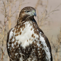 Juvenile Red-tailed Hawk - Bosque del Apache NWR, New Mexico