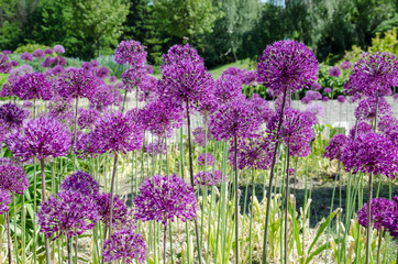 Obraz premium beautiful inflorescence of decorative onions