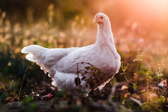 chicken in the grass during golden sunset