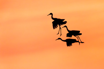 Obraz na płótnie Canvas Trio of Sandhill Cranes preparing to land at sunset