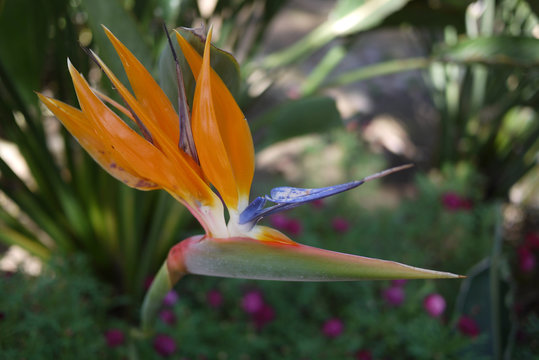 Closeup image of a bird of beautiful paradise flower in San Diego.