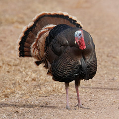 Male Wild Turkey with its tail spread out - New Mexico
