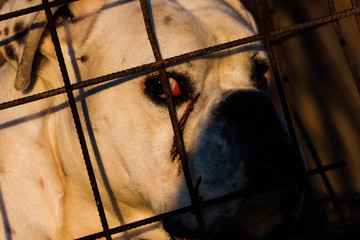 dog in a cage, captivity