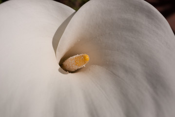 Beautiful White Calla Lily in San Diego, California