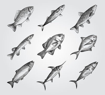 Hand Drawn Fishing elements Sketches Set. Collection Of saltwater sea or freshwater river fish species flounder. Different fish sketches on white background