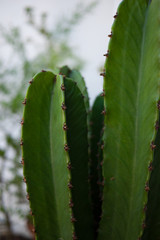 Green barrel cactus macro in San Diego, California