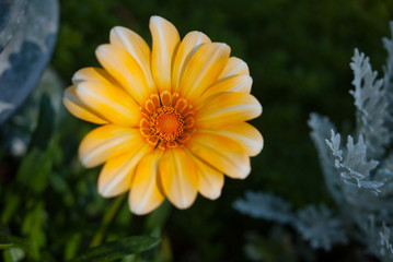 Yellow flowers at a botanical garden in San Diego, California