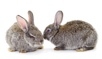Gray rabbit isolated