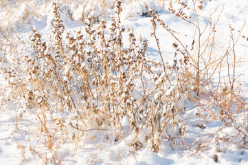 grass yellow from under the snow winter landscape