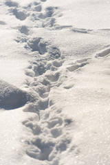 background of fresh snow texture