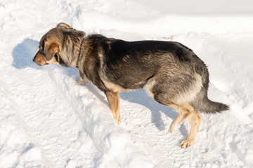 homeless dog in winter outside
