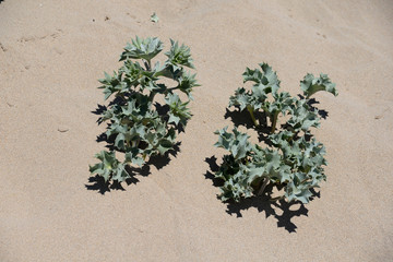 Stranddistel