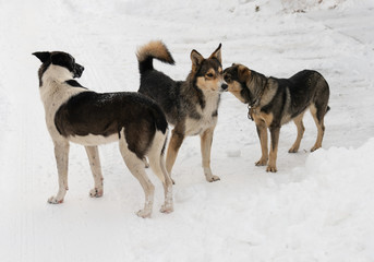 homeless dog in winter outside