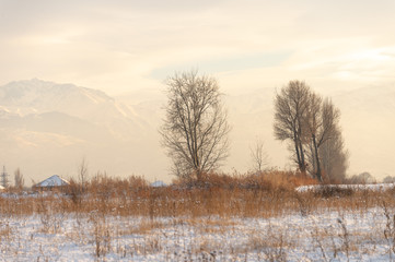 Winter landscape with frozen bare trees on a peeled agricultural field covered with frozen dry yellow grass under a blue sky during sunset