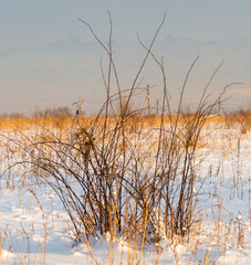 Winter landscape with frozen bare trees on a peeled agricultural field covered with frozen dry yellow grass under a blue sky during sunset